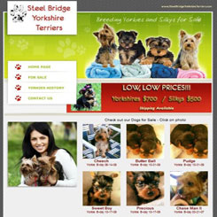 Steel Bridge Yorkshire Terriers